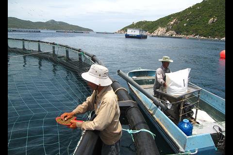 Cobia cannon feeding at the former Marine Farms Vietnam operation. Credit: Jorge Alarcon